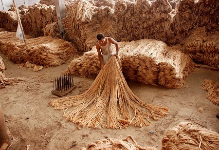 IJMA states raw jute price ceiling counterproductive, seeks Mamata's intervention